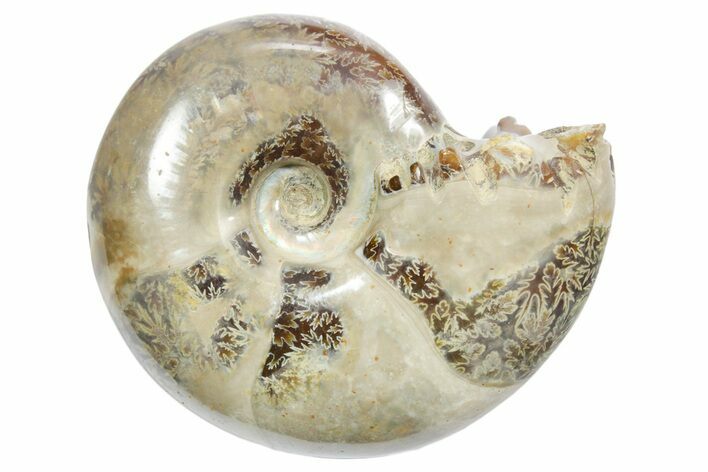 Polished Ammonite (Eotetragonites?) Fossil - Madagascar #349858